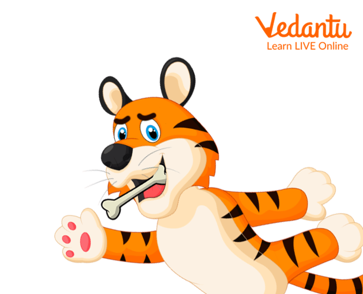 Tiger with a bone stuck in his throat