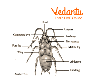 External features of cockroach