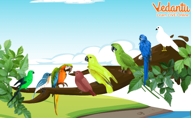 King of Birds Order Other Birds to Search for Food