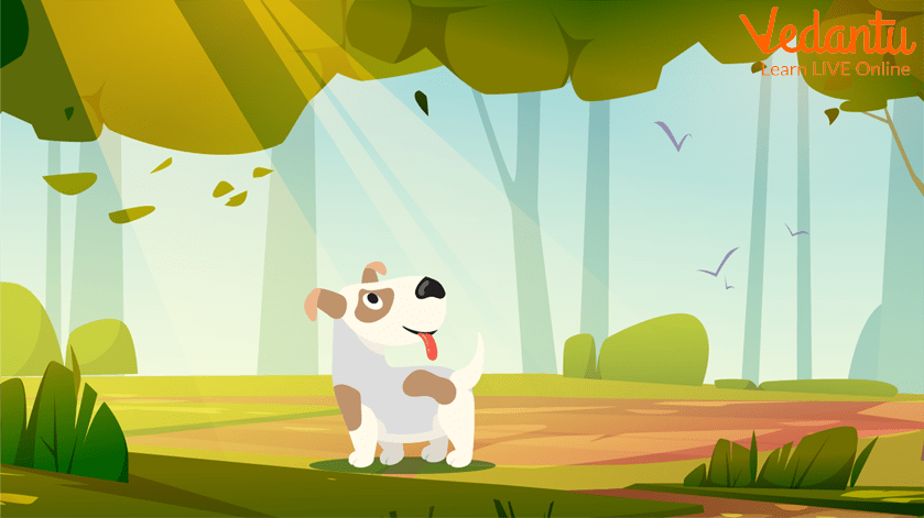 A dog sitting in sunlight