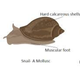 Snail