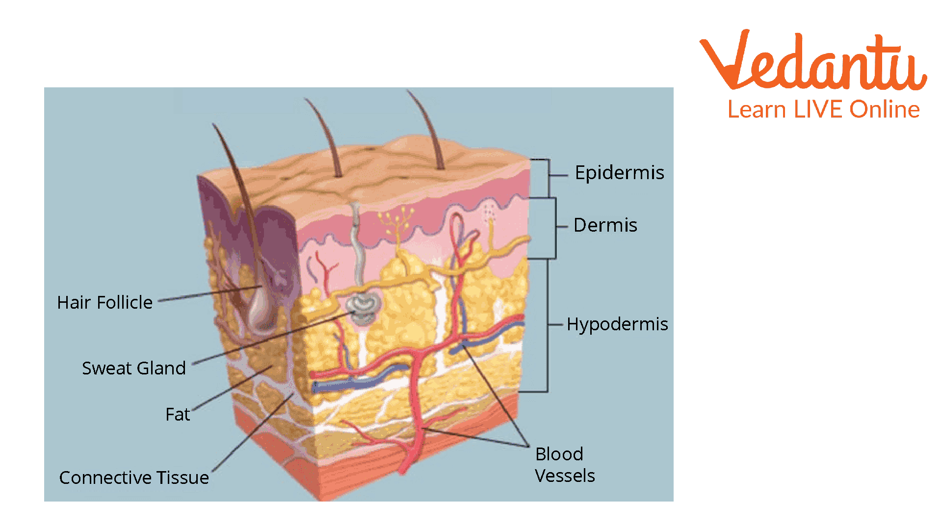 Layers of Skin