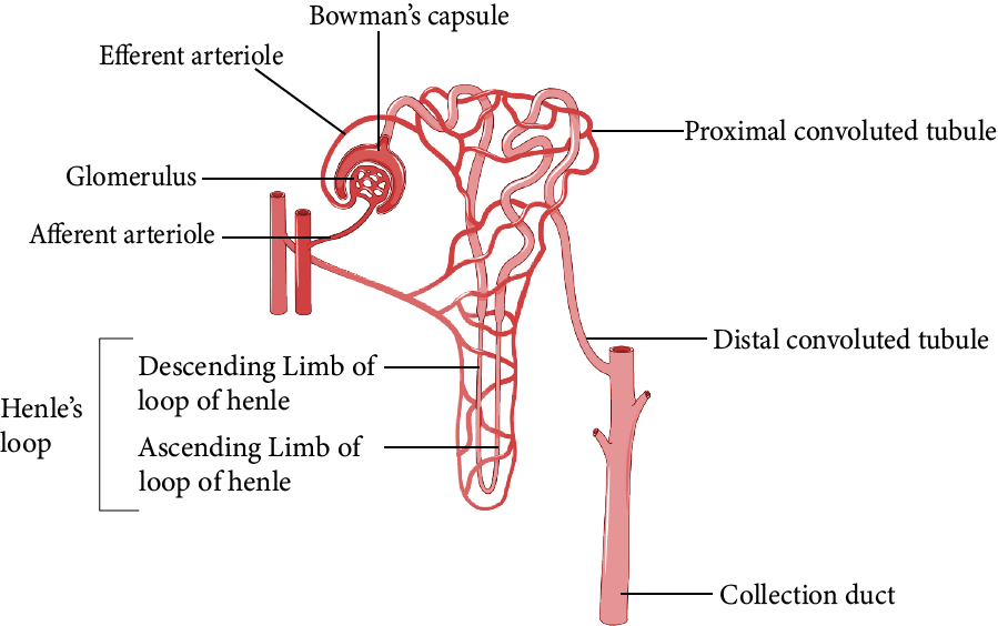 Nephron of Human Kidney