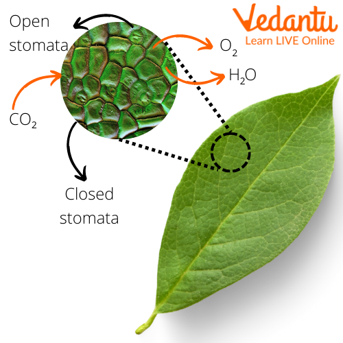 Stomata on the Leaf Surface