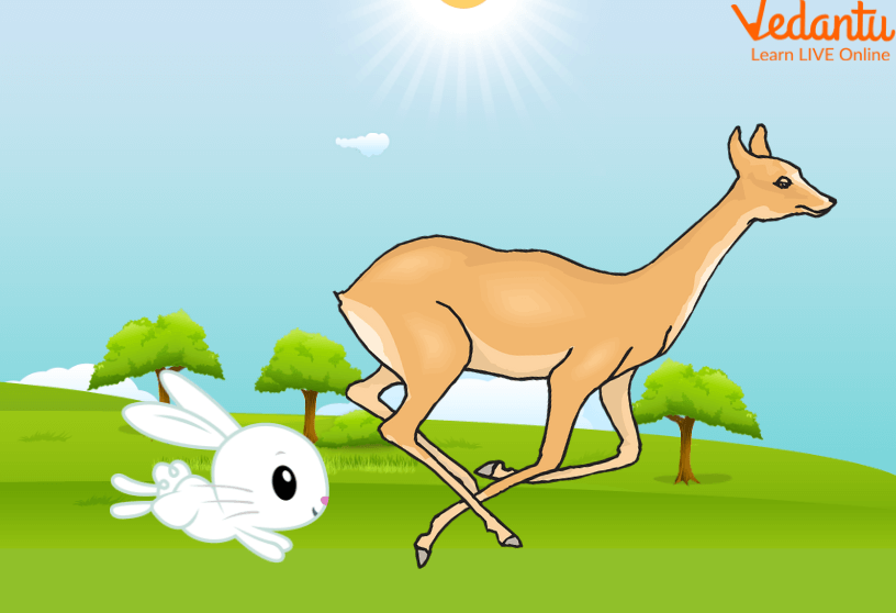 Doe Running ahead of the Rabbit