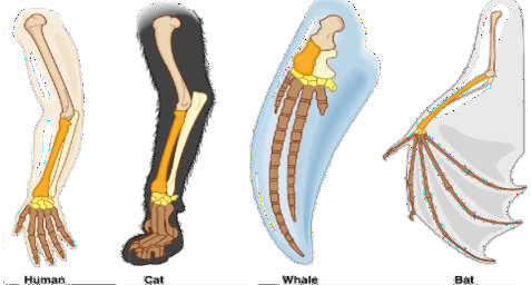 he organs having similar functions
