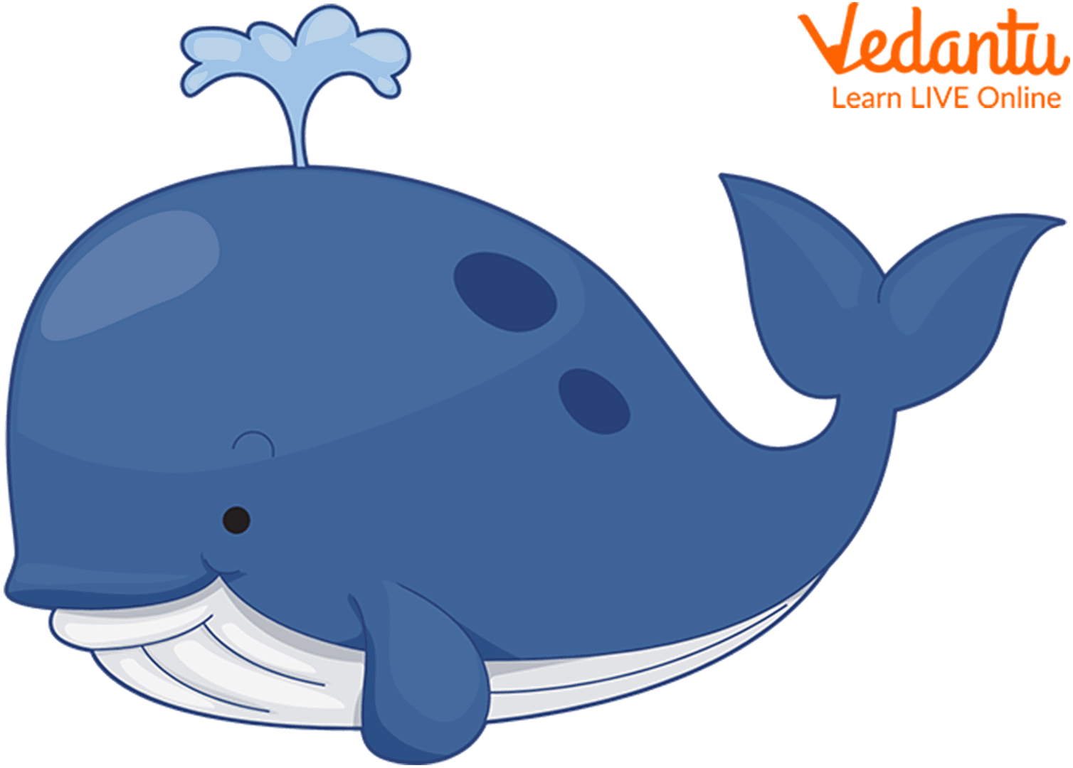Whale