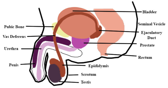 Male Reproductive System