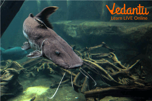Helicopter Catfish