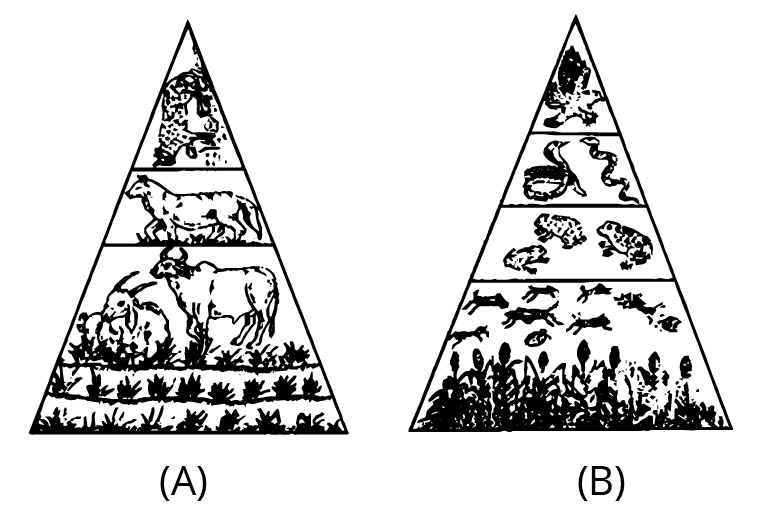 Pyramid of Biomass