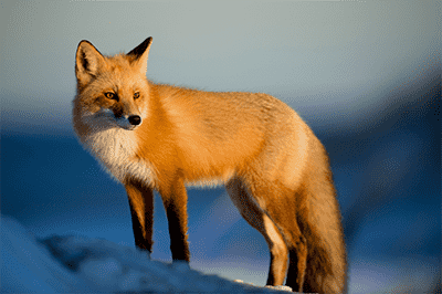 A Fox