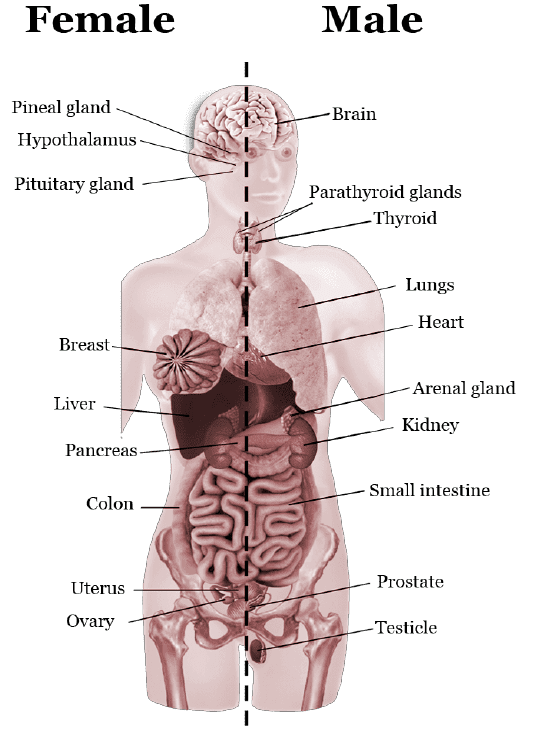 Different Glands and their Location