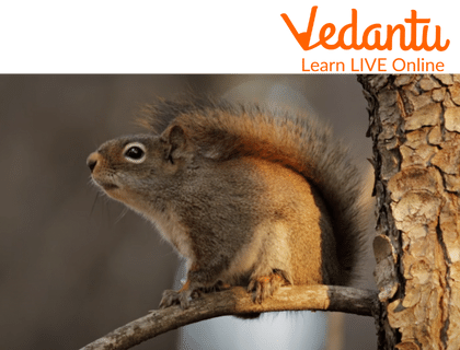 American Red Squirrel