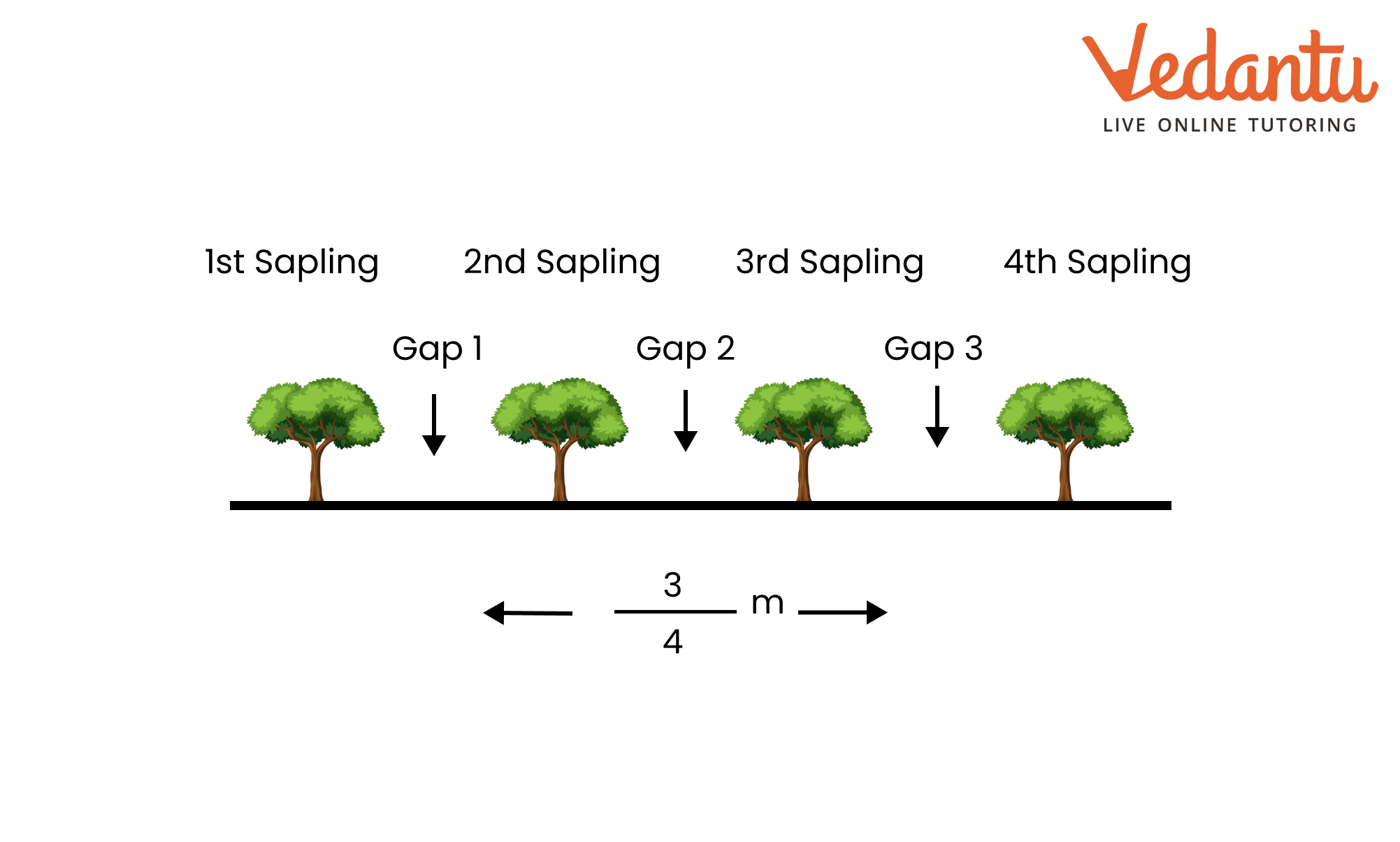 Saili plants 4 saplings in a row in her garden