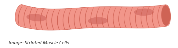 Striated Muscle Cells