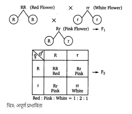 A तथा B रुधिर वर्ग वाले माता-पिता की सम्भावित सन्तानों के रुधिर वर्गों का जीनोटाइप