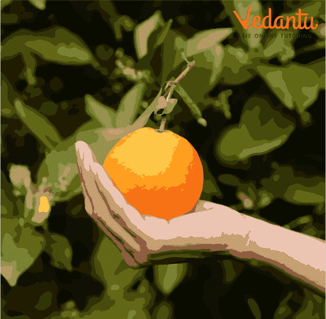 Growth of citrus fruit
