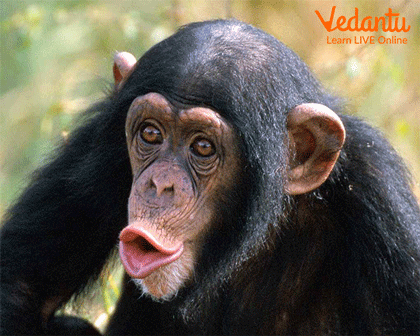 A chimpanzee