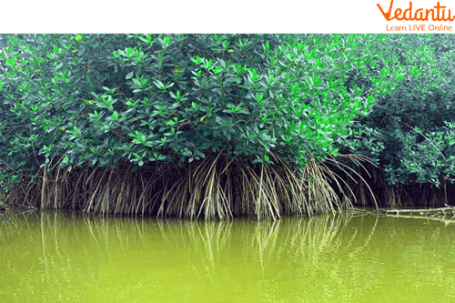 Mangrove forest