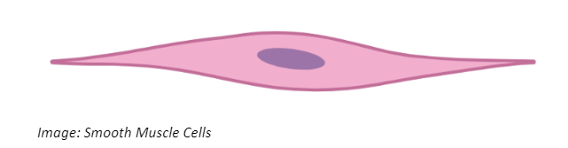 Smooth Muscle Cells