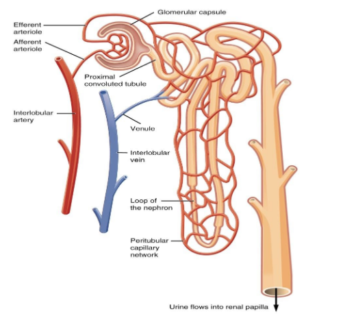 structure of nephron