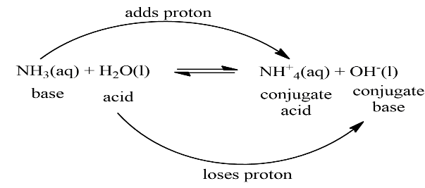 Showing  the Bronsted-Lowry Acids and Bases