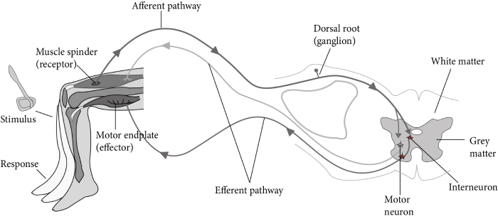 Diagram of Reflex Action