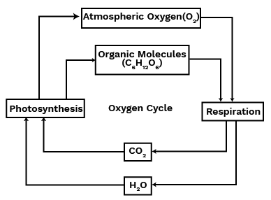 Oxygen Cycle