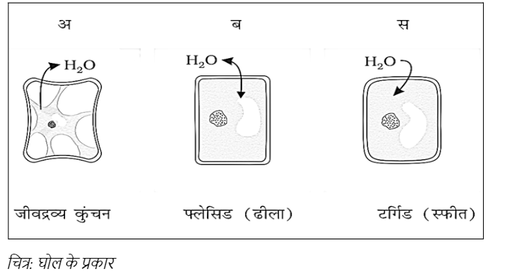 Type of Solution