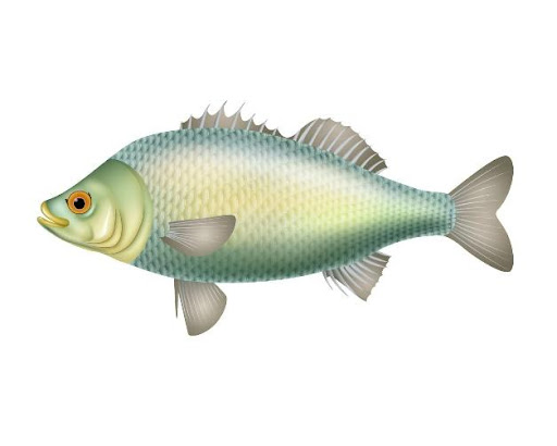 Fishtail stands flat along its body.