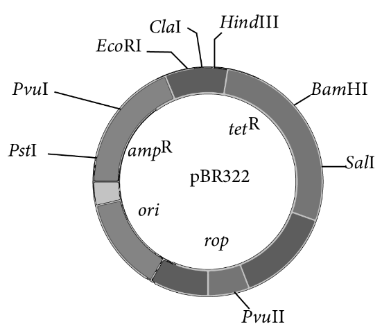Cloning vector pBR322