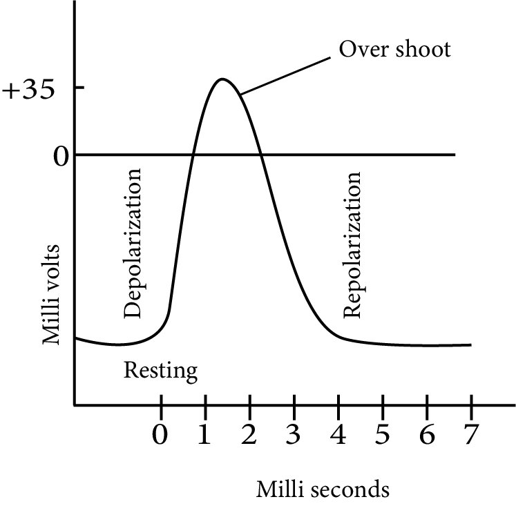Action Potential Graph during Stimulus