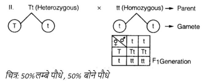 50%लम्बे पौधे , 50% बोने पौधे