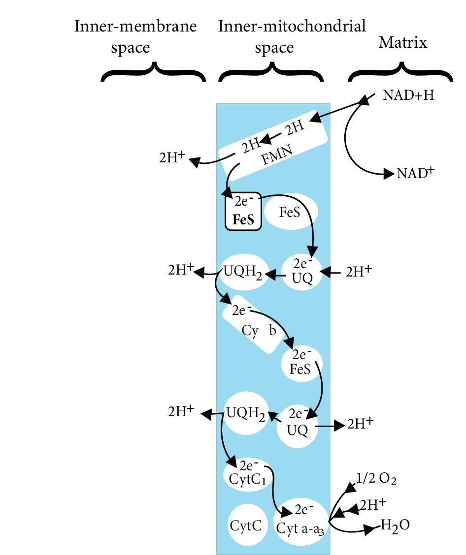 Electron Transport Chain
